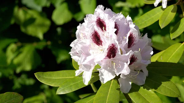 Hermoso Tiro Flores Blancas Rhododendron Florecientes Con Interior Rosado — Foto de Stock