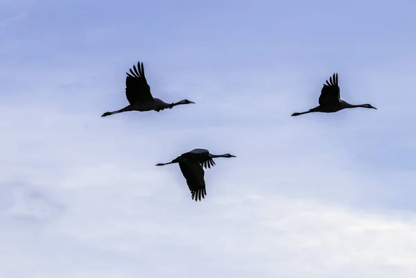 一群候鸟在蓝天中飞翔 — 图库照片
