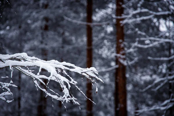 Enfoque Selectivo Una Rama Árbol Cubierta Nieve Bosque Invierno — Foto de Stock