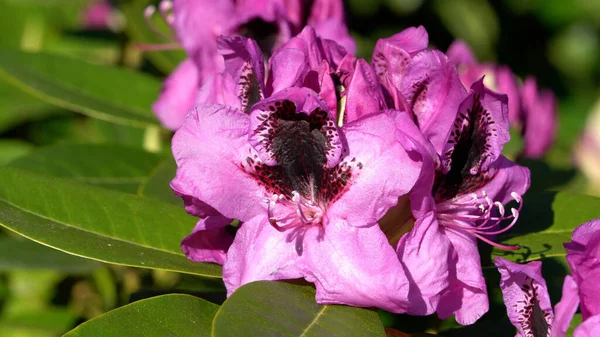 Primer Plano Flores Rhododendron Púrpura Flor — Foto de Stock