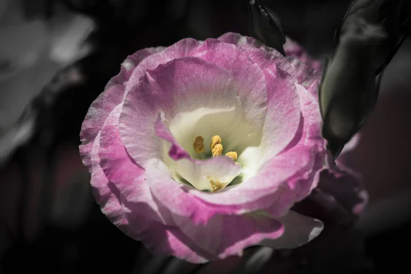 Enfoque Selectivo Eustoma Rosa —  Fotos de Stock