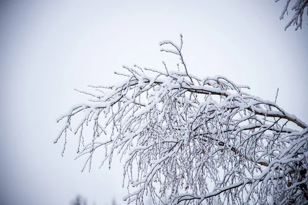 森林里被雪覆盖着的树枝低矮地照了一张相 — 图库照片