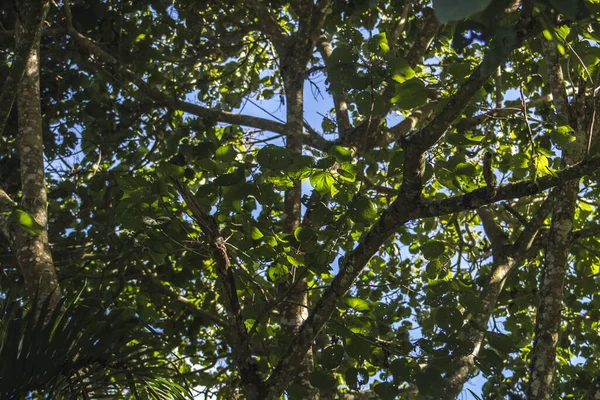 Tiro Close Troncos Árvores Ramos Com Folhas Verdes — Fotografia de Stock