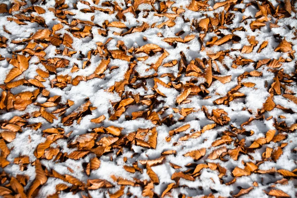 Vysoký Úhel Záběru Uschlého Listí Sněhem Spadl Zem — Stock fotografie