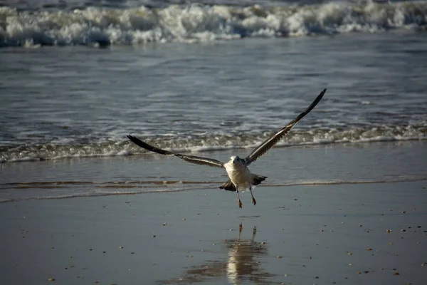 Tiro Perto Uma Gaivota — Fotografia de Stock