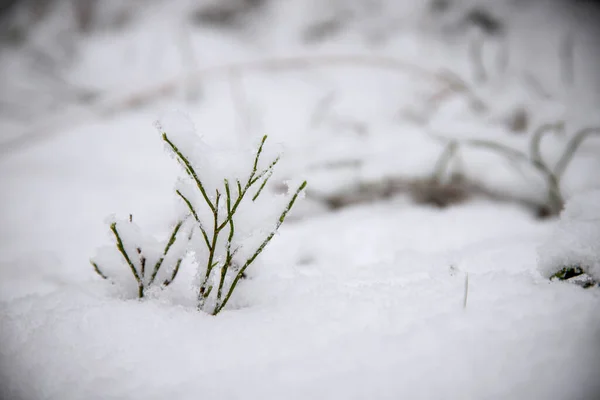 Szelektív Fókusz Kis Növények Borított Bolyhos Fehér Egy Parkban Télen — Stock Fotó