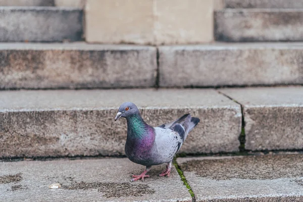 鸽子在教堂楼梯上的近照 一张彩色鸽子的近照 城市里美丽的鸽子 — 图库照片