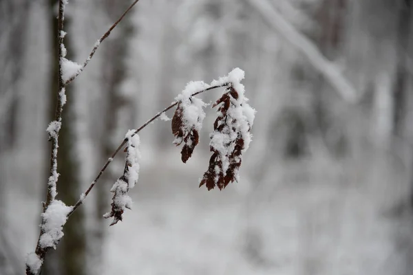 冬雪覆盖在森林中的树枝的一个有选择的焦点 — 图库照片