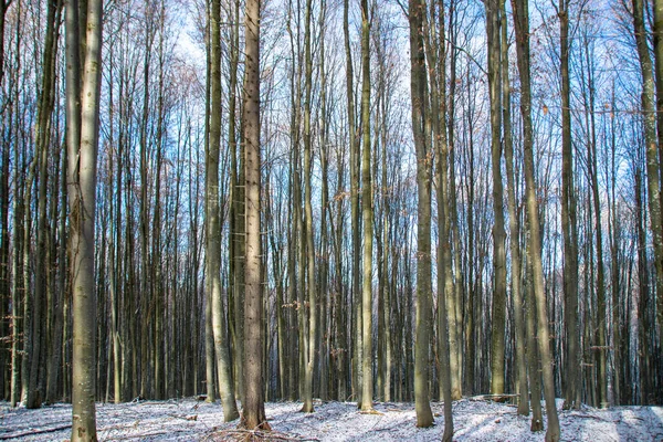 Bel Colpo Fusti Albero Nella Foresta Inverno — Foto Stock