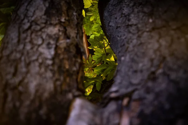 Selektywne Ujęcie Zielonych Liści Widoczne Przez Pnie Drzew — Zdjęcie stockowe