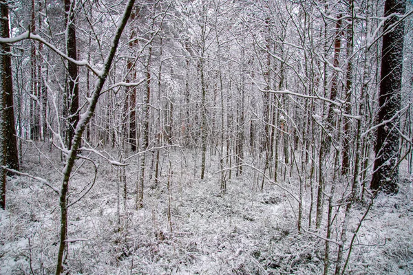 Une Vue Envoûtante Des Arbres Couverts Neige Dans Forêt Hiver — Photo