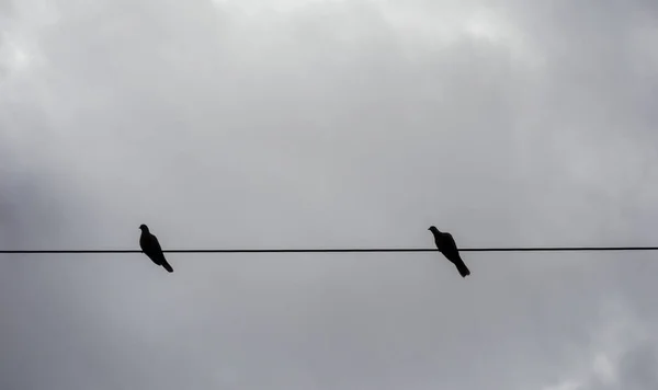 曇りの空に電線に突き刺さる鳩の美しい景色 — ストック写真