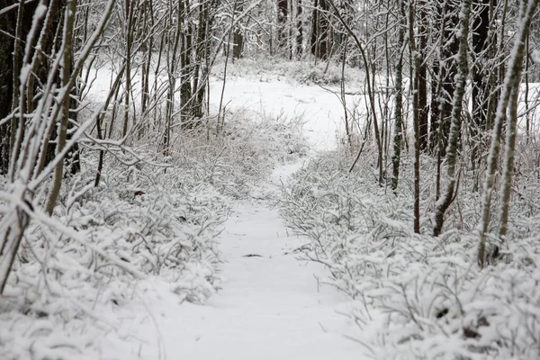 Belo Caminho Coberto Neve Cercado Por Árvores Floresta Inverno — Fotografia de Stock