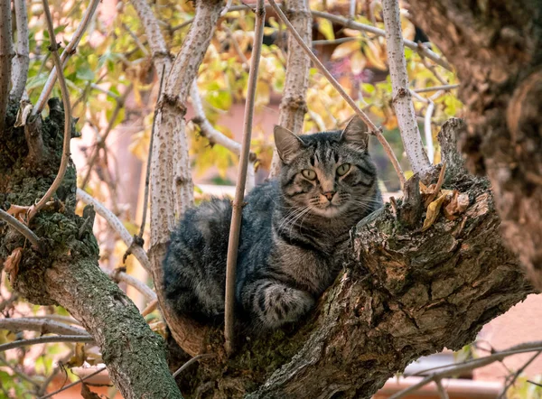 Närbild Vacker Randig Herrelös Katt Sitter Trädet Parken — Stockfoto