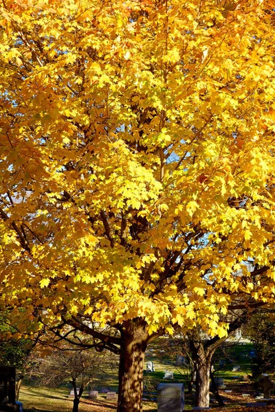 秋の墓地の木の垂直ショット — ストック写真