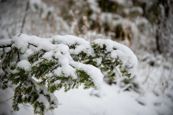 Ein Selektiver Fokus Der Winter Mit Schnee Bedeckten Äste Wald — Stockfoto