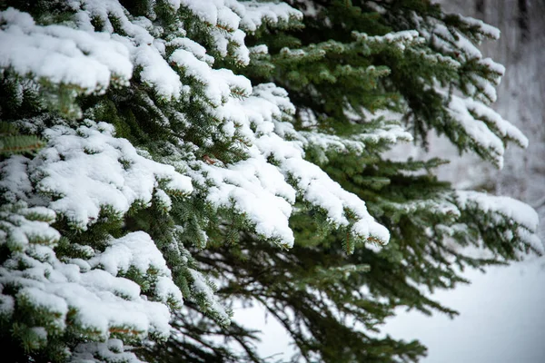Вибірковий Фокус Гілок Дерева Покритих Снігом Лісі Взимку — стокове фото
