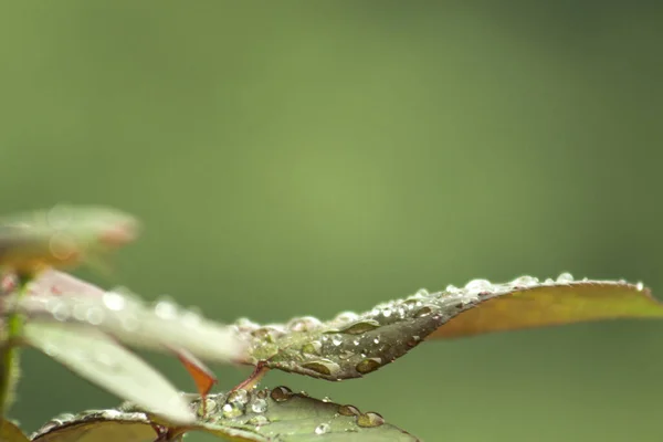 Plan Mise Point Peu Profond Des Feuilles Rosées Une Plante — Photo