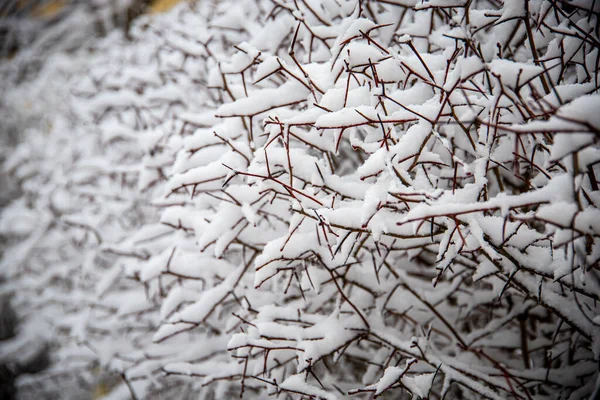 Selektivní Zaměření Větví Stromů Pokrytých Sněhem Lesích Zimě — Stock fotografie