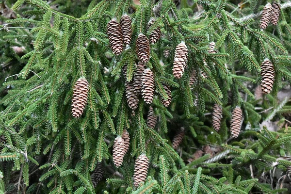 Closeup Boreal Conifer Tree Branches Cones — Stock Photo, Image
