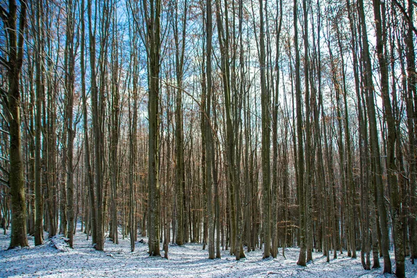 Ein Schuss Der Baumstämme Einem Wintertag Wald — Stockfoto
