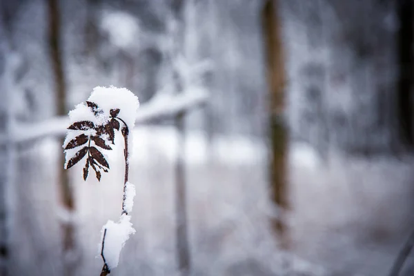 Focus Selettivo Una Pianta Ricoperta Soffice Neve Bianca Parco Inverno — Foto Stock