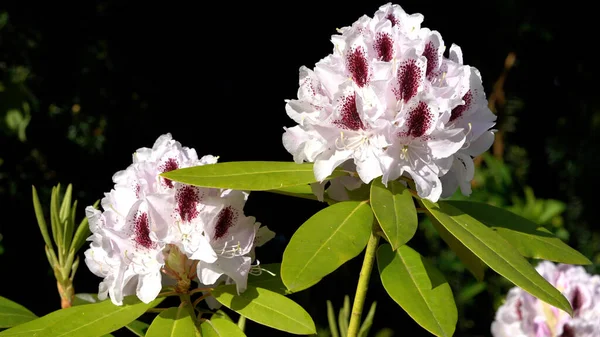 Hermoso Tiro Flores Blancas Rhododendron Florecientes Con Interior Rosado — Foto de Stock
