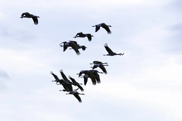 Bir Grup Göçmen Kuş Güneş Altında Gökyüzünde Uçuyor — Stok fotoğraf