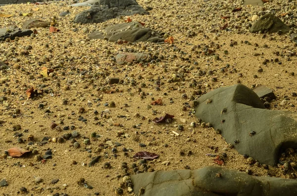 Caranguejos Suas Conchas Praia Ilha Gwa Mianmar — Fotografia de Stock