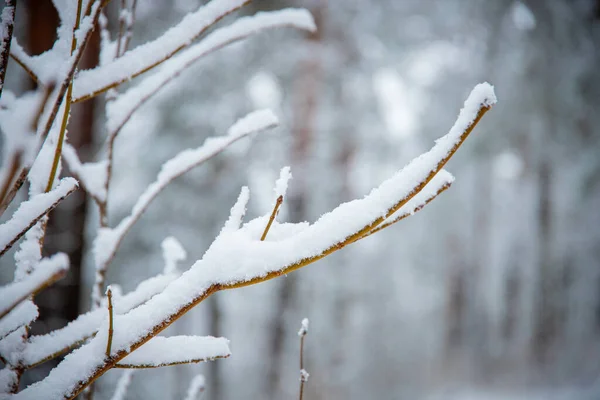 Селективный Фокус Ветвей Деревьев Покрытых Снегом Лесу Зимой — стоковое фото
