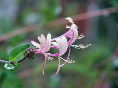 A closeup of pink japanese honeysuckle with raindrops on it in a garden clipart