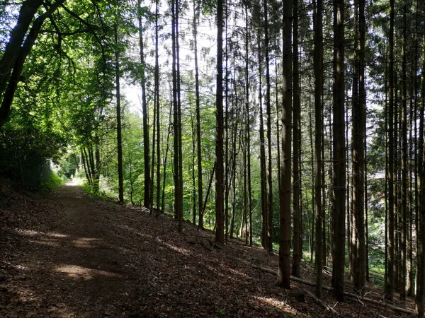 Närbild Skott Växande Höga Träd Skogen — Stockfoto