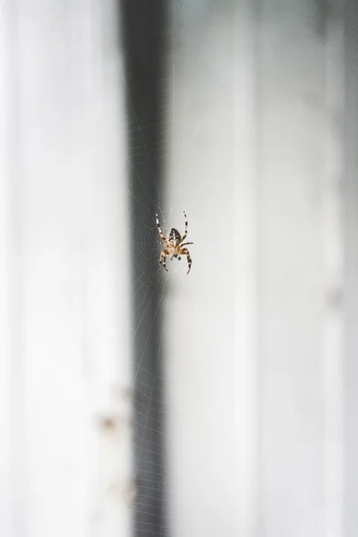 Tiro Vertical Uma Aranha Pendurada — Fotografia de Stock