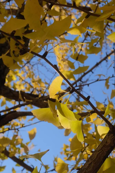 在阳光和蓝天的照射下 树枝上的一片黄色的垂直拍 — 图库照片