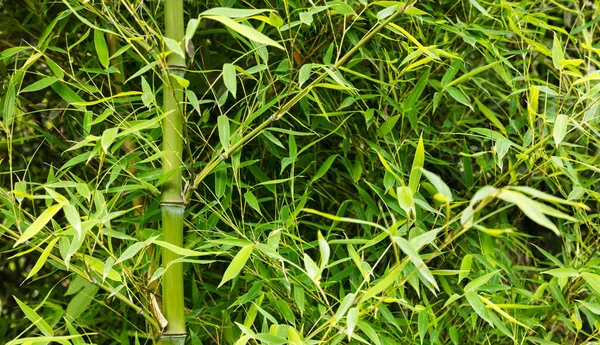 Селективный Фокус Зеленого Бамбука Идеально Подходит Заднего Плана — стоковое фото
