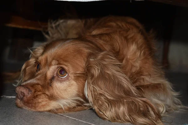 Ένα Κοντινό Πλάνο Ενός Χαριτωμένου Τεμπέλικου Σκύλου Ξαπλωμένου Στο Πάτωμα — Φωτογραφία Αρχείου