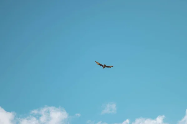 Een Lage Hoek Opname Van Een Vogel Vliegend Tegen Bewolkte — Stockfoto