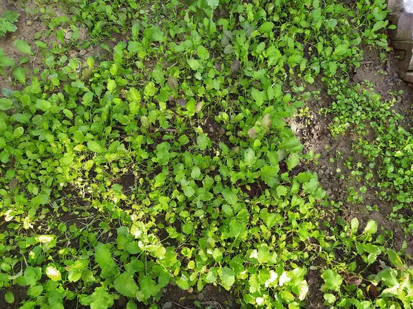 Een Bovenaanzicht Van Natte Grond Met Vers Geteeld Gras — Stockfoto