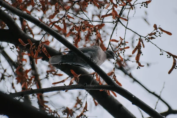 Low Angle Shot Pigeon Perched Tree Branch — Stock Photo, Image