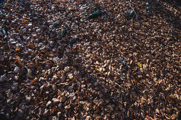 一个美丽的落叶镜头洒在蒙瑟尼自然公园的地面上 — 图库照片