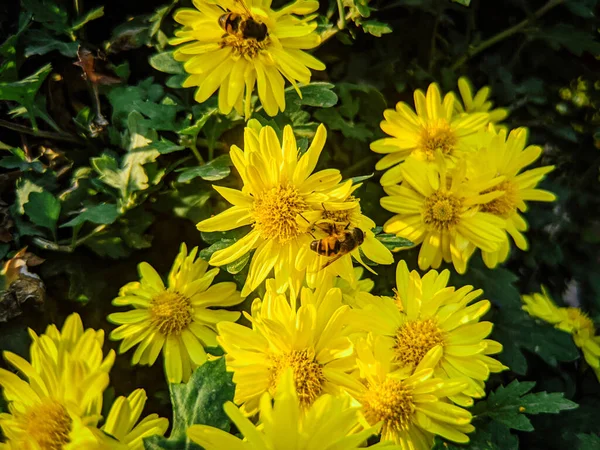 Primer Plano Abejas Polinizando Flores Amarillas —  Fotos de Stock