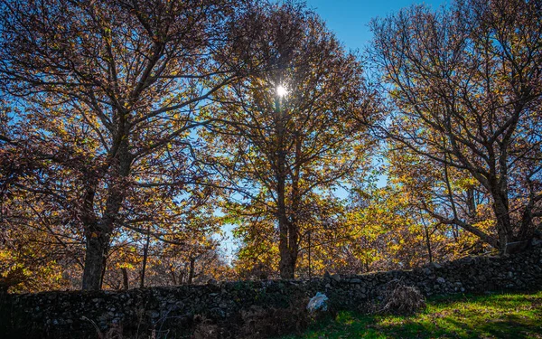 Alçak Taştan Bir Duvarın Arkasında Sonbahar Ağaçlarının Güzel Bir Sahnesi — Stok fotoğraf