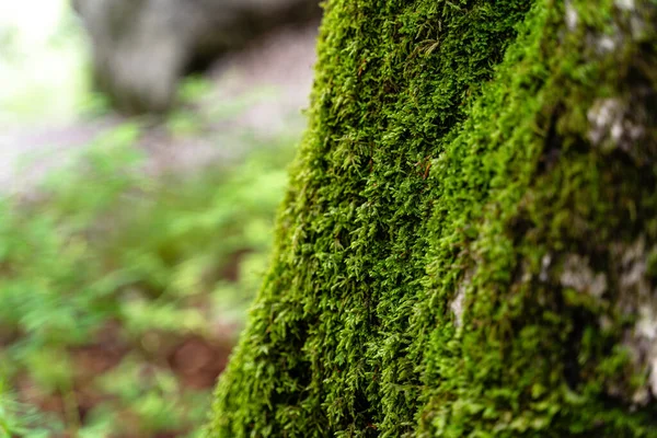 日中はスロベニアのトリグラフ公園でモッシーの木の選択的なショット — ストック写真