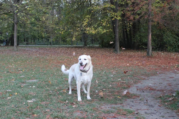 Селективный Снимок Белой Собаки Лабрадора Осенними Листьями Земле — стоковое фото