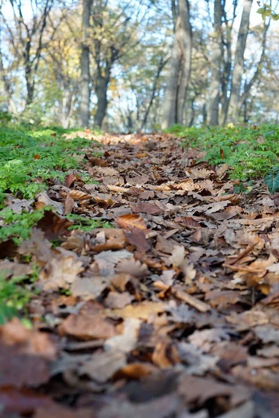 Camino Cubierto Hojas Otoño Entre Árboles Bosque — Foto de Stock