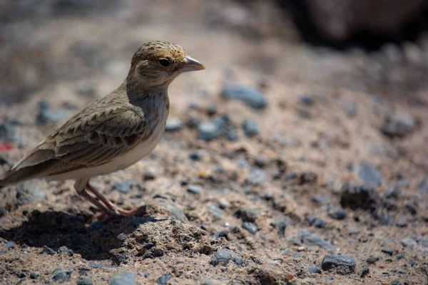 Ein Vogel Sitzt Auf Dem Boden — Stockfoto