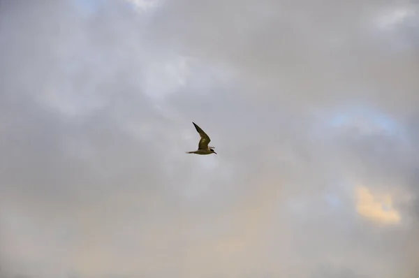 Schöne Aufnahme Einer Möwe Die Unter Der Sonne Fliegt — Stockfoto