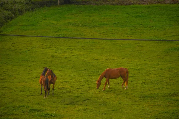 Hermoso Jengibre Caballos Marrones Pastando Pasto Verde —  Fotos de Stock