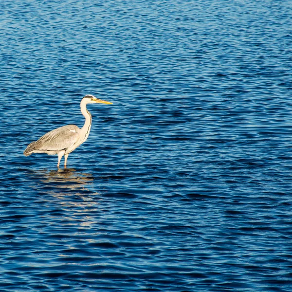 Primo Piano Grande Airone Blu Lago Sotto Luce Del Sole — Foto Stock