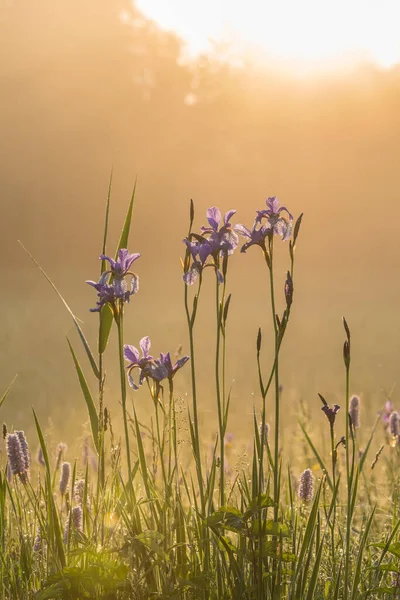 Selektivní Zaostření Záběr Krásné Iris Sibirica Květiny Teplém Světle — Stock fotografie